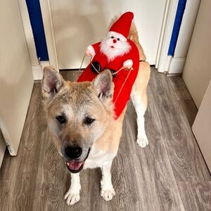🎅 Santa Claus Dog Costume — Sizes L -New